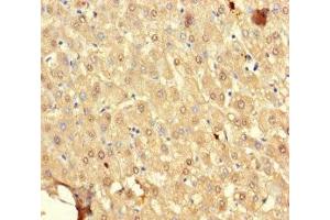 Immunohistochemistry of paraffin-embedded human liver tissue using ABIN7169647 at dilution of 1:100 (SRP19 Antikörper  (AA 2-144))