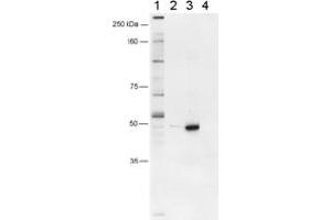 Western blot analysis of murine FOXP3 using FOXP3 polyclonal antibody . (FOXP3 Antikörper  (AA 1-50))