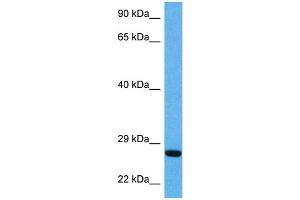 Host:  Mouse  Target Name:  BDNF  Sample Tissue:  Mouse Pancreas  Antibody Dilution:  1ug/ml (BDNF Antikörper  (Middle Region))