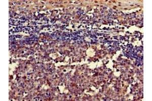 Immunohistochemistry of paraffin-embedded human tonsil tissue using ABIN7167593 at dilution of 1:100 (RGS18 Antikörper  (AA 28-84))