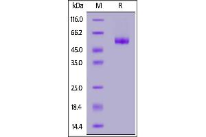Human LAIR-1, Mouse IgG2a Fc Tag on  under reducing (R) condition. (LAIR1 Protein (AA 22-163) (Fc Tag))