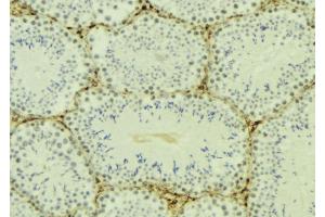 ABIN6276970 at 1/100 staining Mouse testis tissue by IHC-P.