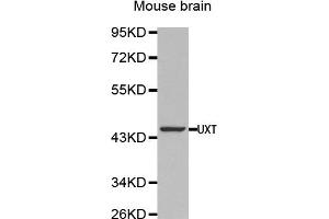 Western Blotting (WB) image for anti-Ubiquitously-Expressed, Prefoldin-Like Chaperone (UXT) antibody (ABIN1875305) (UXT Antikörper)