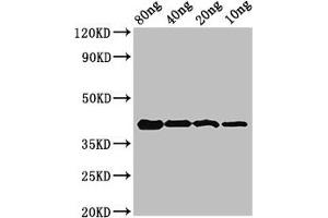 Western Blot Positive WB detected in Recombinant protein All lanes: omcB antibody at 3. (OmcB (AA 15-243) Antikörper)