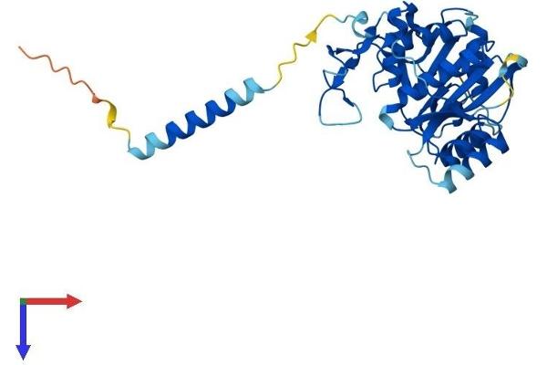 B3GALNT1 Protein (AA 1-331) (His tag)