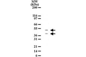 Western blot detection of HTRA2 in HL-60 cell lysate. (HTRA2 Antikörper  (AA 335-350))