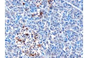 ABIN185002 (10µg/ml) staining of paraffin embedded Human Pancreas. (IFIH1 Antikörper  (N-Term))
