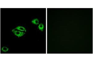 Immunofluorescence analysis of A549 cells, using NPY5R Antibody. (NPY5R Antikörper  (AA 221-270))