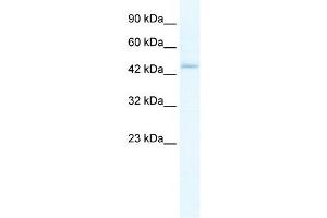 ZBP1 antibody used at 5 ug/ml to detect target protein. (ZBP1 Antikörper  (Middle Region))