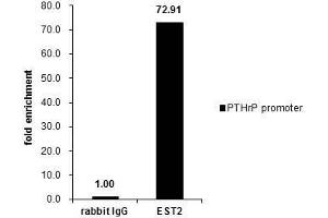 ChIP Image Cross-linked ChIP was performed with MCF-7 chromatin extract and 5 μg of either control rabbit IgG or anti-ETS2 antibody. (ETS2 Antikörper  (Center))