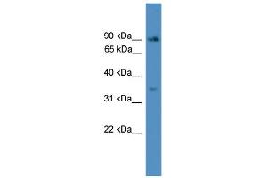 WB Suggested Anti-ING2 Antibody Titration:  0. (ING2 Antikörper  (N-Term))
