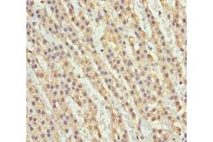 Immunohistochemistry of paraffin-embedded human adrenal gland tissue using ABIN7161754 at dilution of 1:100 (NDE1 Antikörper  (AA 1-110))