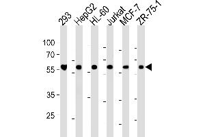 Western blot analysis in 293,HepG2,HL-60,Jurkat,MCF-7,ZR-75-1 cell line lysates (35ug/lane). (ZRSR2 Antikörper  (C-Term))