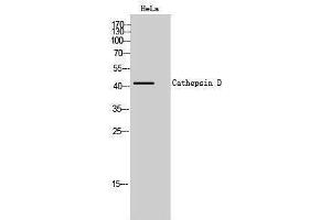 Western Blotting (WB) image for anti-Cathepsin D (CTSD) (Internal Region) antibody (ABIN3174200) (Cathepsin D Antikörper  (Internal Region))