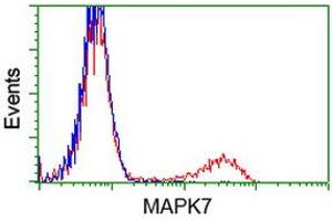 HEK293T cells transfected with either RC203506 overexpress plasmid (Red) or empty vector control plasmid (Blue) were immunostained by anti-MAPK7 antibody (ABIN2454052), and then analyzed by flow cytometry. (MAPK7 Antikörper)