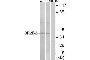 Western blot analysis of extracts from HeLa cells and HT-29 cells, using OR2B2 antibody.