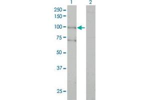Western Blot analysis of ALS2 expression in transfected 293T cell line by ALS2 monoclonal antibody (M01), clone 4F9. (ALS2 Antikörper  (AA 221-320))