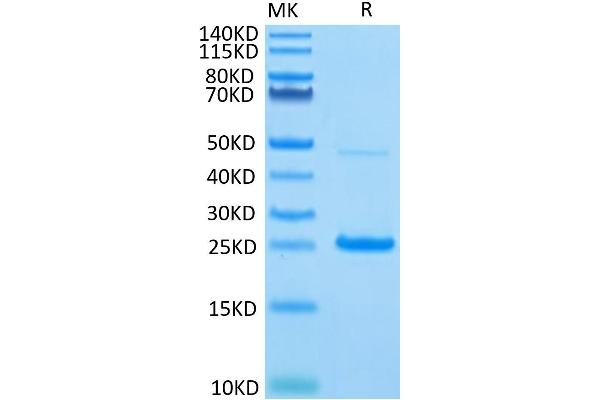 IL17C Protein (AA 19-197) (His-Avi Tag)