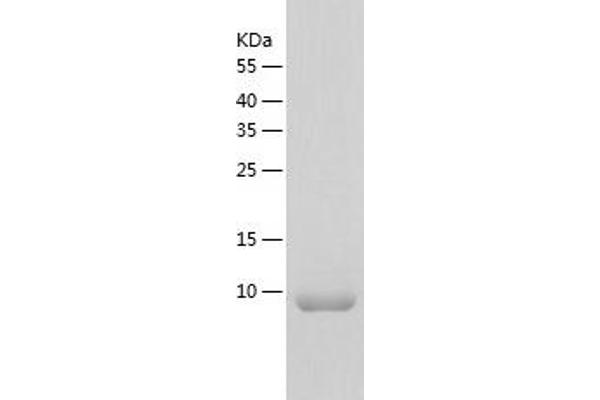 Epigen Protein (AA 24-95) (His tag)