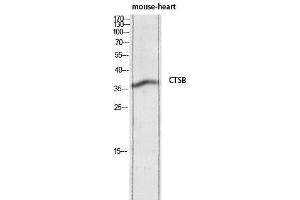 Western Blot (WB) analysis of Mouse Heart lysis using CTSB antibody. (Cathepsin B Antikörper)