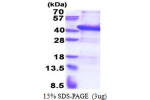 SDS-PAGE (SDS) image for Upstream Transcription Factor 1 (USF1) (AA 1-310) protein (His tag) (ABIN5853396)