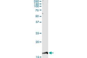 Immunoprecipitation (IP) image for anti-Prostaglandin E Synthase (PTGES) (AA 1-152) antibody (ABIN523026)
