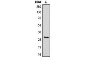 Western blot analysis of DIO3 expression in HepG2 (A) whole cell lysates.