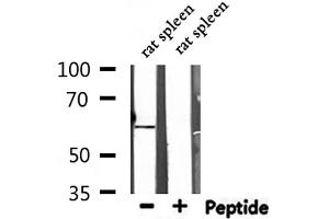 Western blot analysis of extracts from rat spleen, using NT5E Antibody. (CD73 Antikörper  (N-Term))