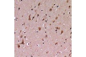 Immunohistochemical analysis of PDCD12 staining in human brain formalin fixed paraffin embedded tissue section. (AVEN Antikörper  (C-Term))