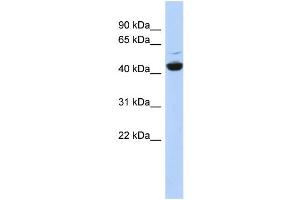 WB Suggested Anti-ATP6V1C1 Antibody Titration: 0. (ATP6V1C1 Antikörper  (N-Term))