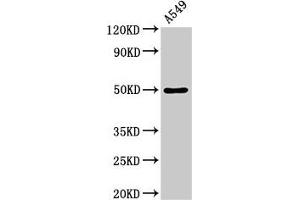 Western Blot Positive WB detected in: A549 whole cell lysate All lanes: DRD1 antibody at 3. (Dopamine Receptor d1 Antikörper  (AA 338-446))