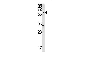 CDS2 Antibody (Center) (ABIN1537844 and ABIN2848780) western blot analysis in HepG2 cell line lysates (35 μg/lane). (CDS2 Antikörper  (AA 138-165))