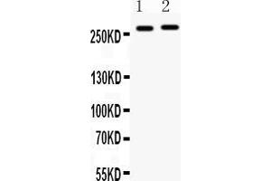 Western blot analysis of MUC3 expression in SW620 whole cell lysates ( Lane 1) and COLO320 whole cell lysates ( Lane 2). (MUC3B Antikörper  (C-Term))