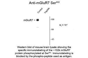 Image no. 1 for anti-Glutamate Receptor, Metabotropic 7 (GRM7) (pSer862) antibody (ABIN956746) (GRM7 Antikörper  (pSer862))