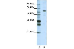 FLJ12529 antibody used at 1. (CPSF7 Antikörper  (C-Term))