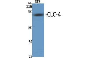 Western Blot (WB) analysis of specific cells using CLC-4 Polyclonal Antibody. (CLCN4 Antikörper  (Internal Region))