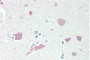ABIN185373 (5µg/ml) staining of paraffin embedded Human Cortex. (Neuroserpin Antikörper  (C-Term))