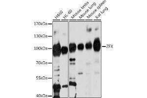 Western blot analysis of extracts of various cell lines, using ZFX antibody (ABIN7271539) at 1:1000 dilution. (ZFX Antikörper  (AA 180-380))