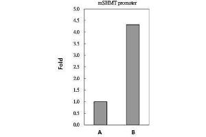 Chromatin Immunoprecipitation (ChIP) image for anti-Myc Proto-Oncogene protein (MYC) (Center) antibody (ABIN2855631)
