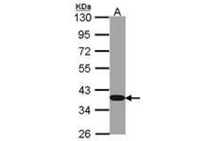 Image no. 1 for anti-Glyceraldehyde-3-Phosphate Dehydrogenase (GAPDH) antibody (ABIN467389) (GAPDH Antikörper)