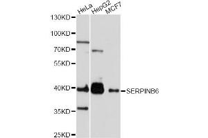 Western blot analysis of extracts of various cell lines, using SERPINB6 antibody. (SERPINB6 Antikörper)