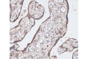 Immunohistochemistry of paraffin-embedded Human placenta using LMO4 Polyclonal Antibody at dilution of 1:100 (40x lens). (LMO4 Antikörper)