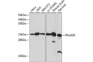 Western blot analysis of extracts of various cell lines, using RhoGDI Rabbit mAb (ABIN7269962) at 1:1000 dilution. (ARHGDIA Antikörper)