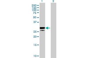 Western Blot analysis of KITLG expression in transfected 293T cell line by KITLG MaxPab polyclonal antibody. (KIT Ligand Antikörper  (AA 1-245))