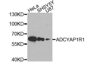 Western blot analysis of extracts of various cell lines, using ADCYAP1R1 antibody. (ADCYAP1R1 Antikörper)