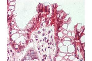 Anti-FST / Follistatin antibody IHC staining of human colon. (Follistatin Antikörper  (AA 312-340))