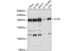 Western blot analysis of extracts of various cell lines, using CLUH antibody  at 1:1000 dilution. (CLUH Antikörper  (AA 1120-1309))