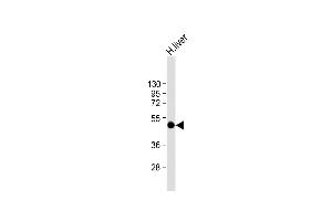 Anti-SPHK1 Antibody (Center) at 1:2000 dilution + human liver lysate Lysates/proteins at 20 μg per lane. (SPHK1 Antikörper  (AA 286-315))