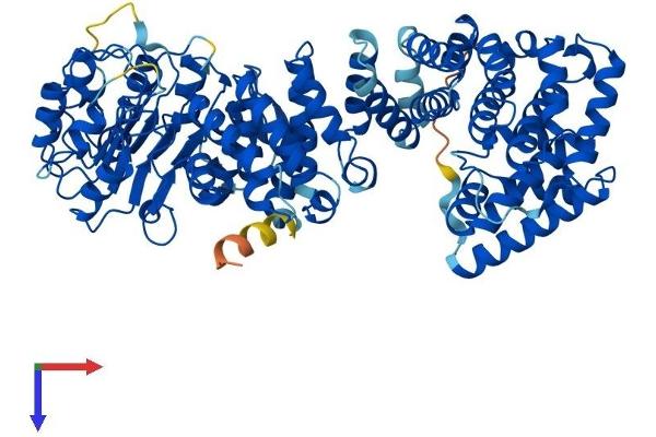 ZYG11B Protein (AA 1-744) (His tag)