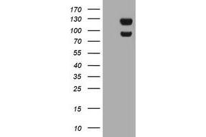 Image no. 8 for anti-Ubiquitin Specific Peptidase 7 (Herpes Virus-Associated) (USP7) antibody (ABIN1498594) (USP7 Antikörper)
